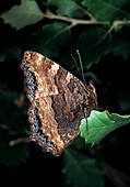 Large tortoiseshell butterfly