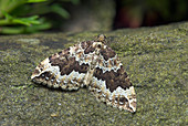 Water carpet moth