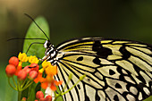 Large tree nymph butterfly