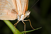 Julia butterfly (Dryas julia)