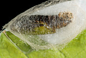Silver Y moth pupa