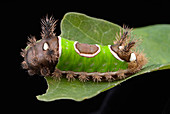 Saddleback caterpillar