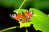 Peacock butterfly on vine leaf