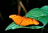 The Flame of Flambeau butterfly