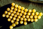 Eggs of Large White butterfly