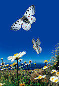 Apollo butterflies in flight