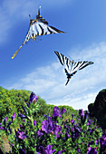 Swallowtail butterflies in flight