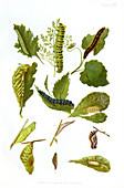 British butterfly larvae,1897