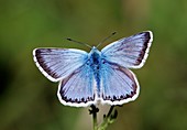 Male Chalkhill blue butterfly