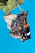 Emerging red admiral butterfly