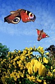 Peacock butterflies,high-speed image