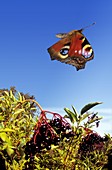 Peacock butterfly,high-speed image