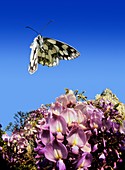 Marbled white butterfly,high-speed image