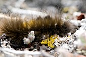Arctic woolly bear caterpillar