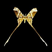 Copiopteryx semiramis moth