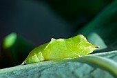 Small white butterfly chrysalis