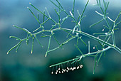 Cluster of lacewing eggs on a dill plant