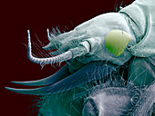 Alderfly larva,SEM