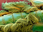 Gills of an Alderfly larva,SEM
