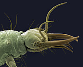 Lacewing larva head,SEM