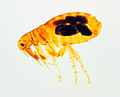 LM of the human flea,Pulex irritans