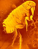 SEM of the dog flea,Ctenocephalides canis