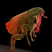 Coloured SEM of a cat flea,Ctenocephalides felis