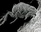 Electron micrograph of cat flea sucking blood
