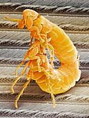 Fleas (Ceratophyllus sp.) mating,SEM