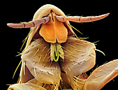 Human flea,SEM