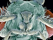 Caddisfly head,SEM