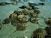 Horseshoe crab research