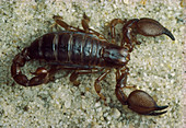 Scorpio Mauraus,an Algerian scorpion