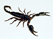 Malaysian forest scorpion