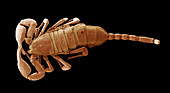 European scorpion,SEM