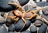 False spider or wind scorpion on pebbles and sand