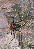 Tailless whip scorpion