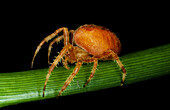Female spider Araneus quadratus