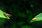 Panamaian jumping spider Eris aurantia
