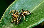 Panamanian jumping spider attacks cricket