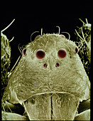 False-col SEM of head of green Lynx spider