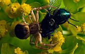 Crab spider with fly