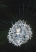 Agriope spider in the centre of its web