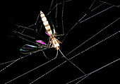 Macrophoto of mosquito caught in spider's web