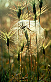 Spider and nest