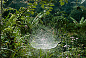 Dew-covered spider's web