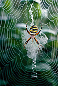 Spider Argiope bruennichi on its web