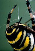 Close-up of a spider's spinnerets