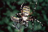 Macrophoto of spider with prey