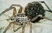 Wolf spider carrying young spiderlings on abdomen
